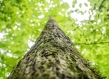 US forest